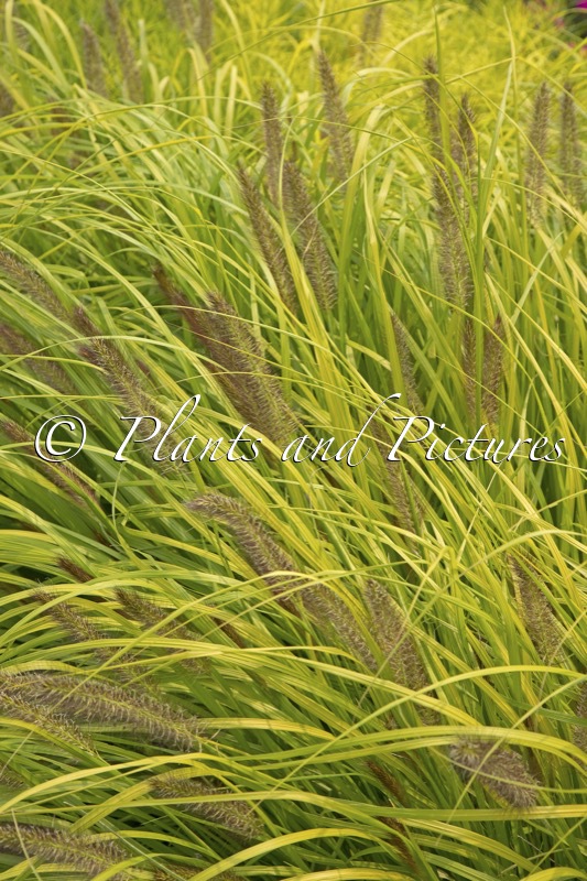 Pennisetum alopecuroides ‘Lemon Squeeze’