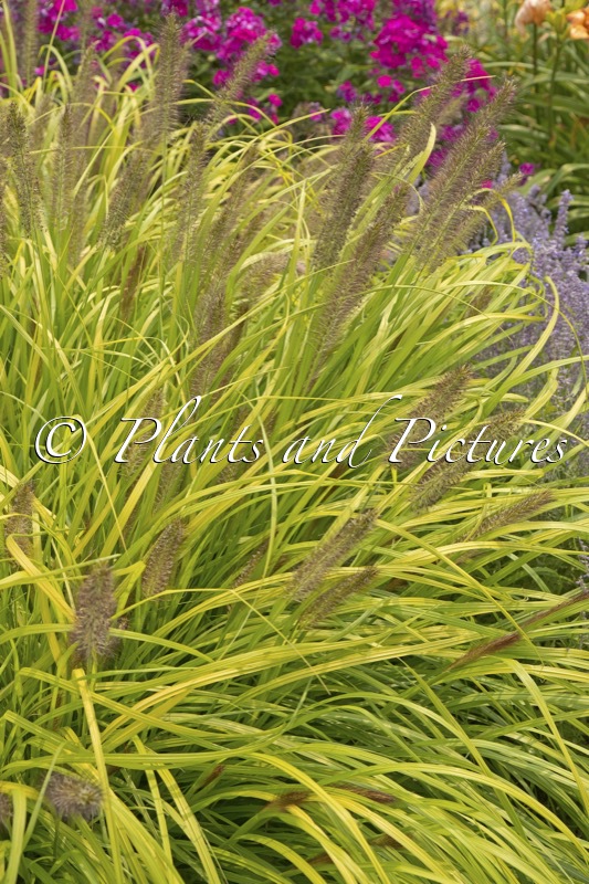 Pennisetum alopecuroides ‘Lemon Squeeze’