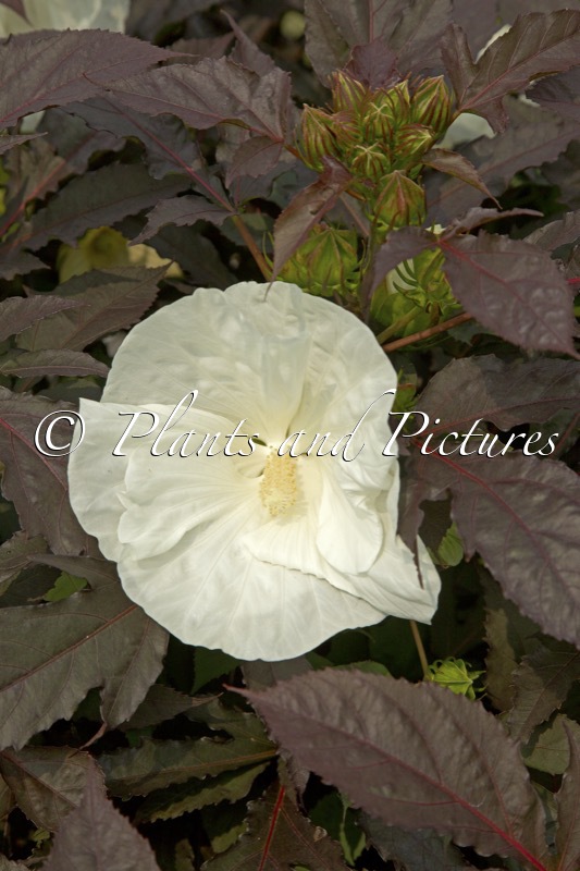 Hibiscus ‘Cookies and Cream’