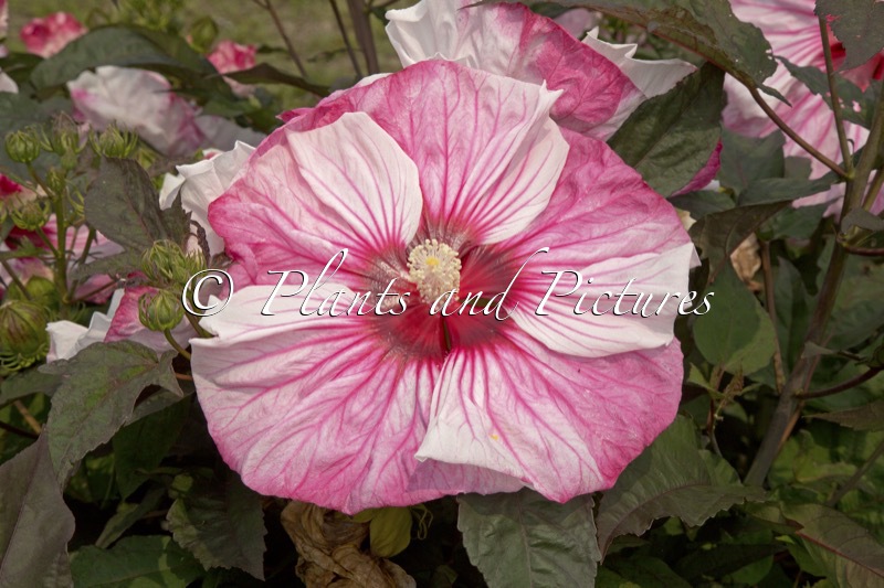 Hibiscus ‘Cherry Chocolate’