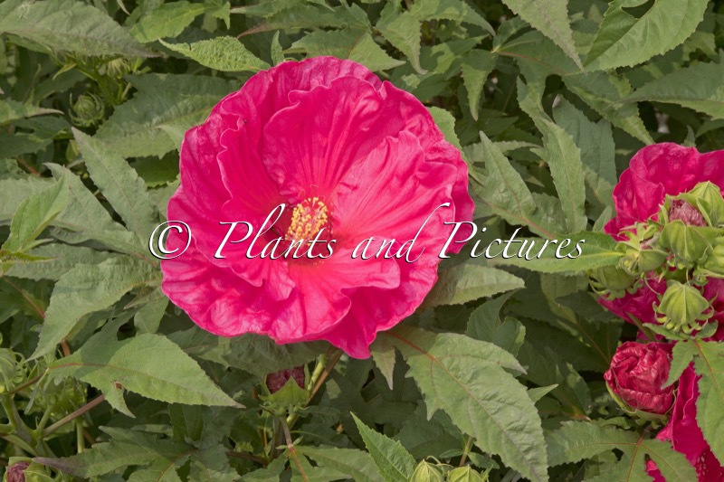 Hibiscus ‘Summer in Paradise’