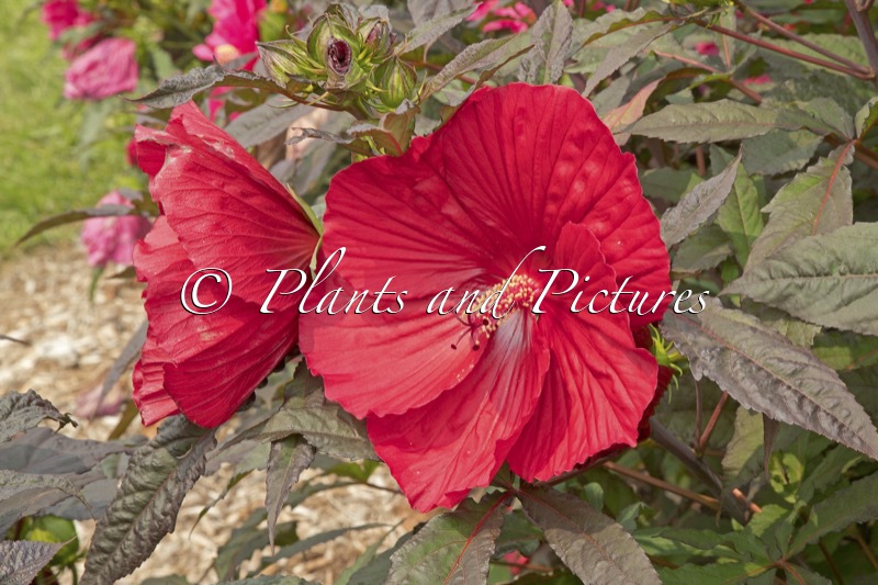Hibiscus ‘Midnight Marvel’