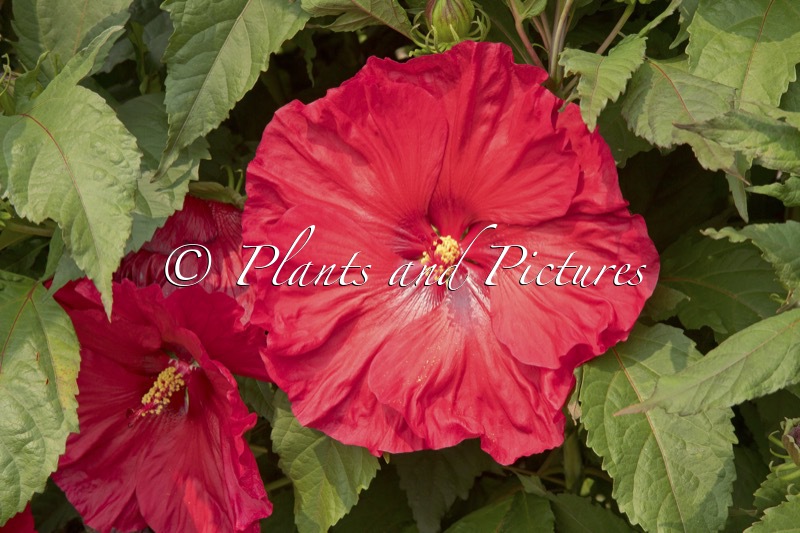 Hibiscus ‘Valentine’s Crush’