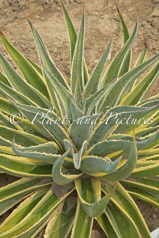 Mangave ‘Navajo Princess’