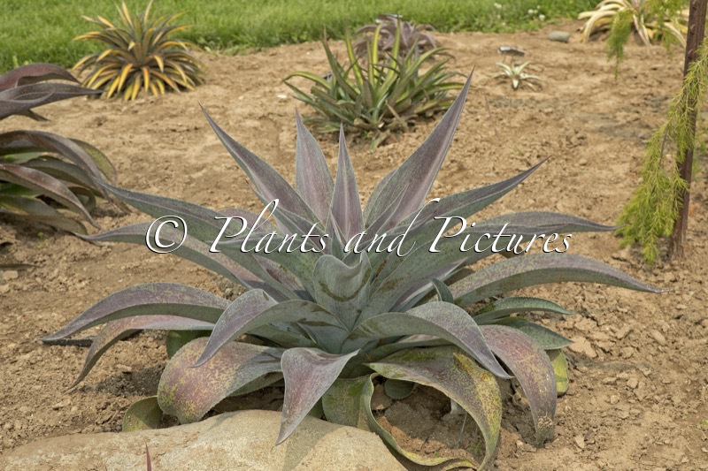 Mangave ‘Aztec King’