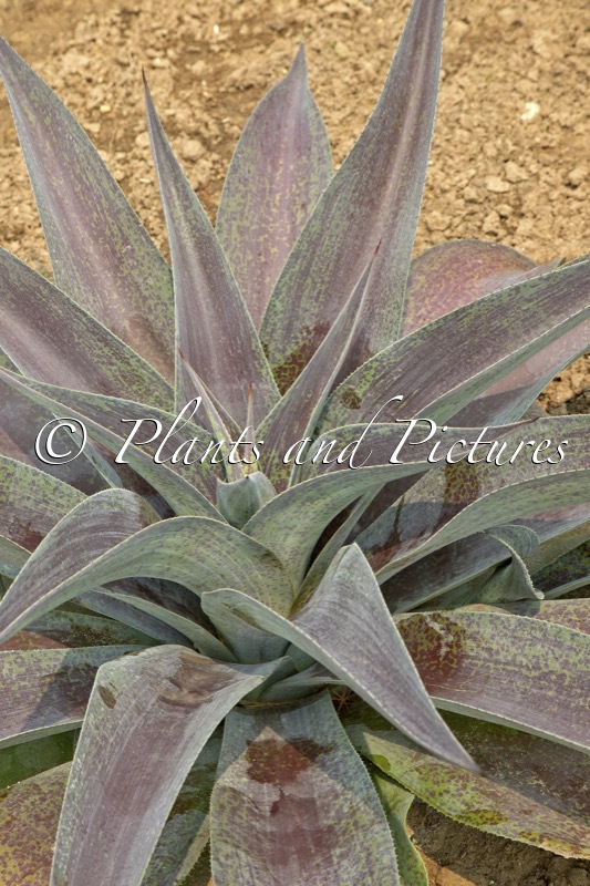 Mangave ‘Aztec King’