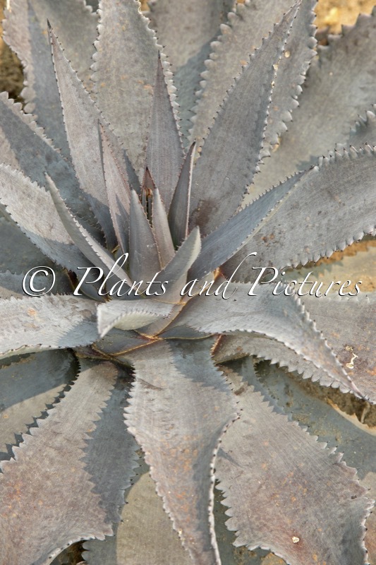 Mangave ‘Silver Fox’