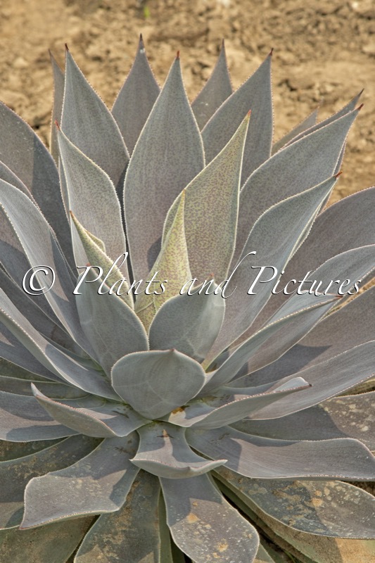 Mangave ‘Lavender Lady’