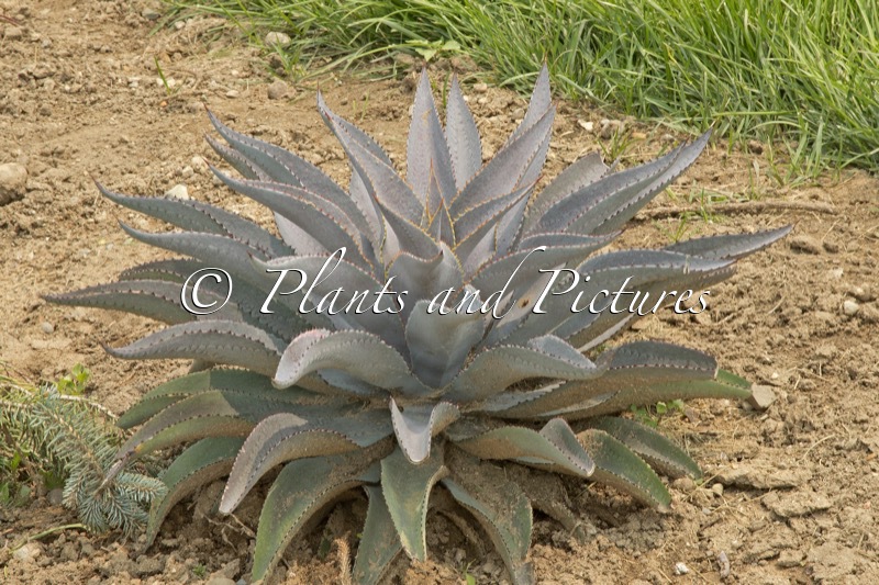 Mangave ‘Purple People Eater’