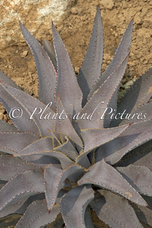 Mangave ‘Purple People Eater’