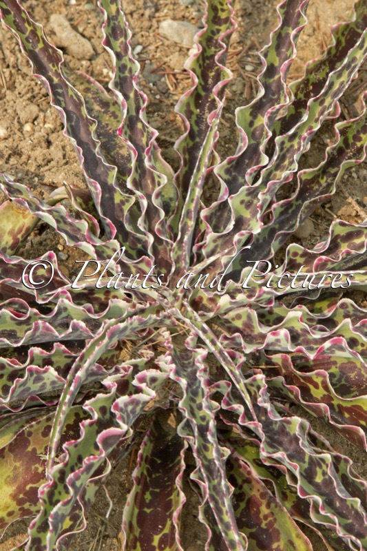 Manfreda ‘Cherry Chocolate’