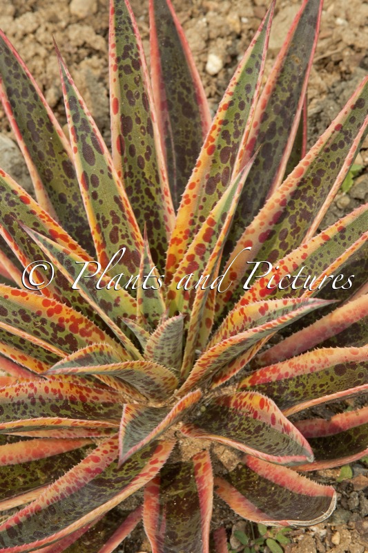 Mangave ‘Pineapple Punch’