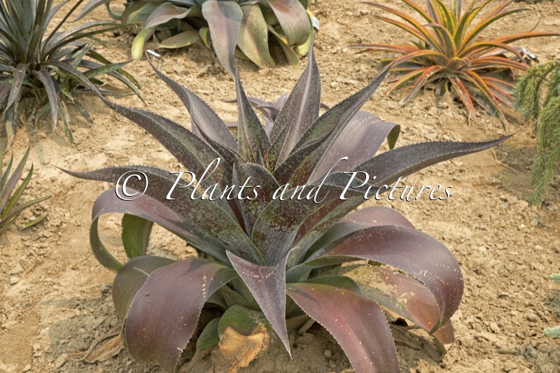 Mangave ‘Inca Warrior’