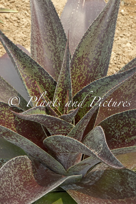 Mangave ‘Inca Warrior’