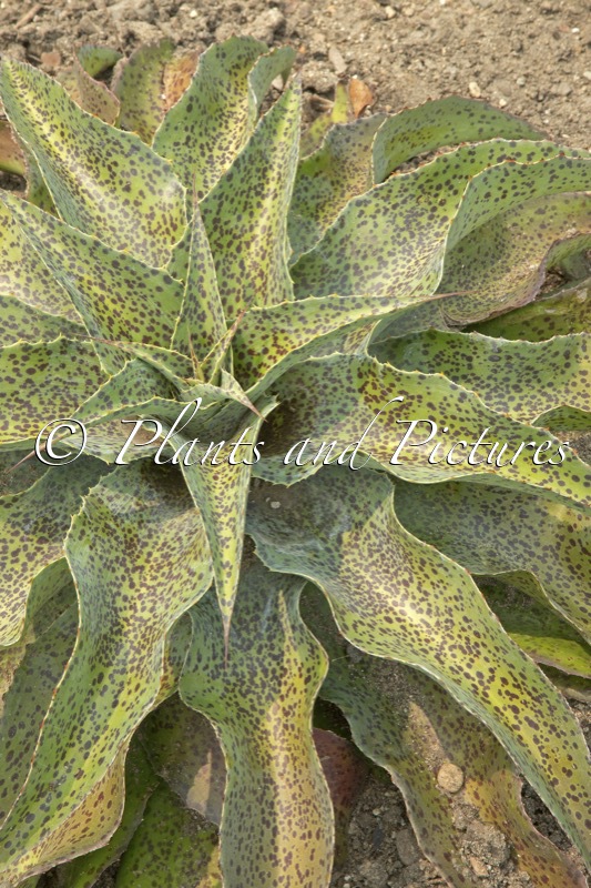 Mangave ‘Spotty Dotty’