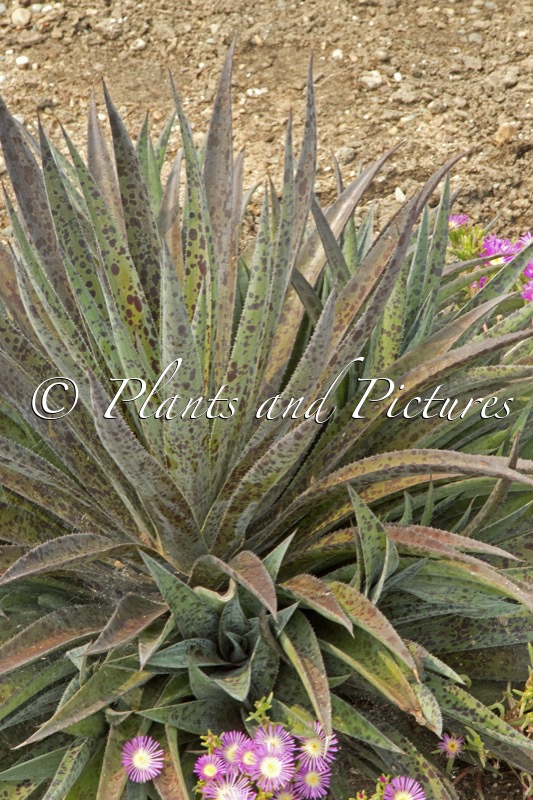 Mangave ‘Pineapple Express’