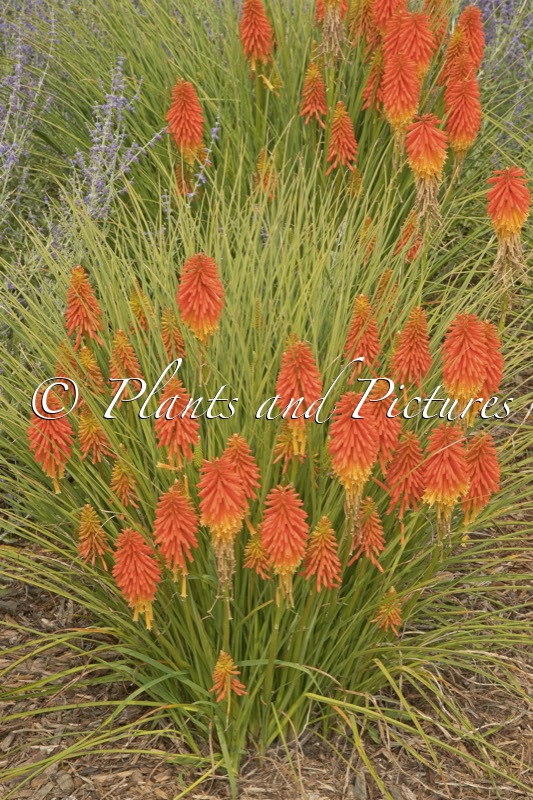 Kniphofia ‘Papaya Popsicle’
