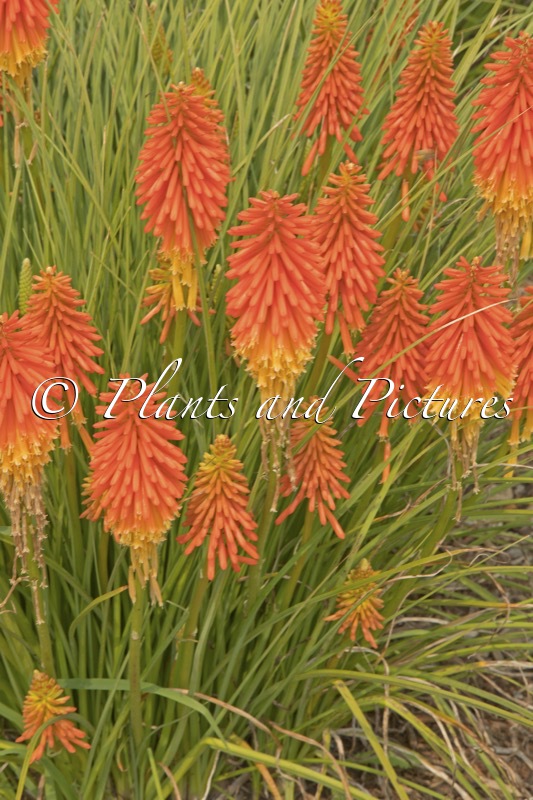 Kniphofia ‘Papaya Popsicle’