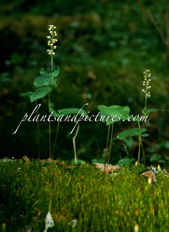 Maianthemum bifolium
