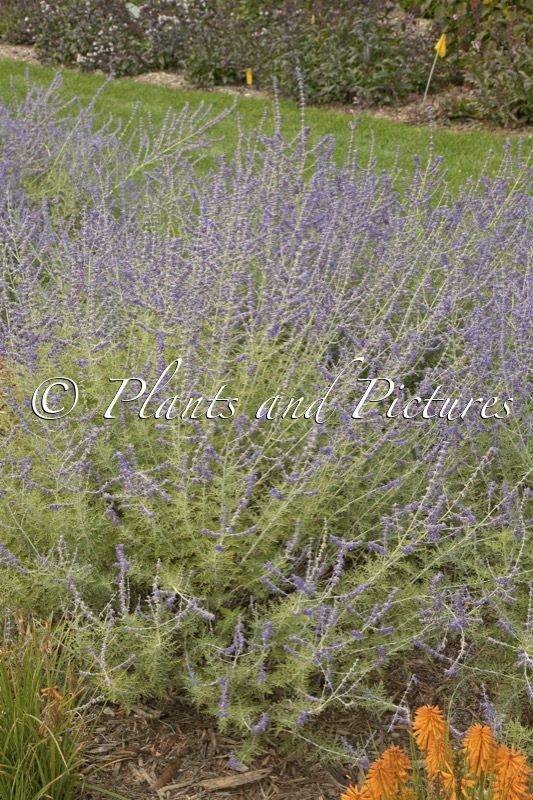 Perovskia atriplicifolia ‘Filigran’