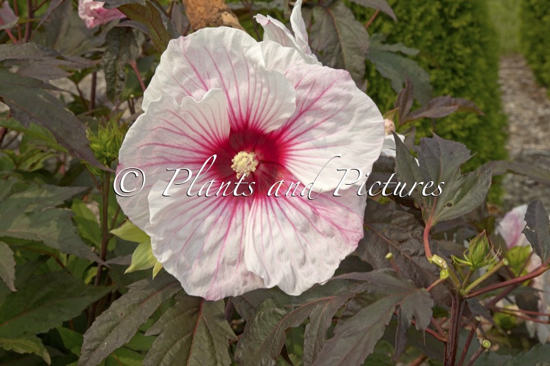 Hibiscus ‘Dark Mystery’