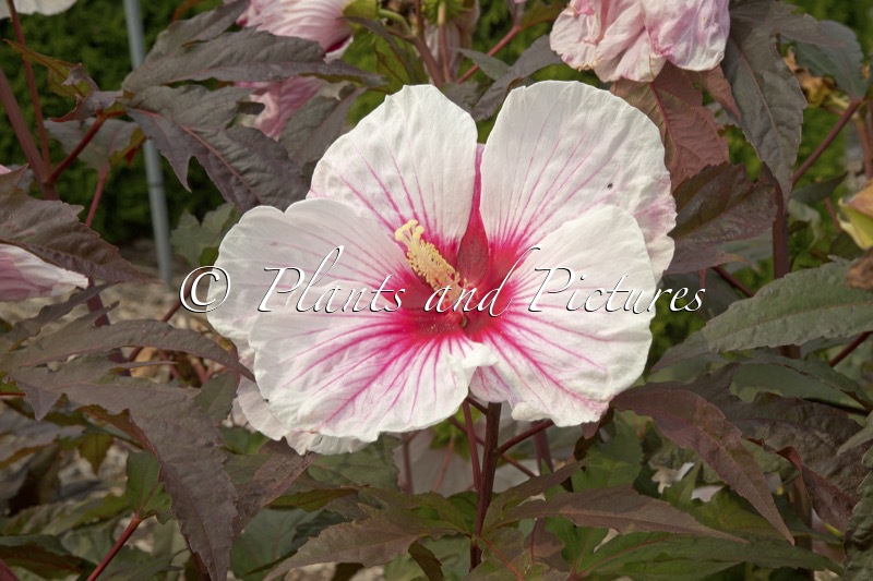 Hibiscus ‘Kopper King’