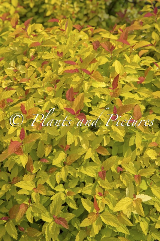 Spiraea japonica ‘NCSX1’ (DOUBLE PLAY CANDY CORN)