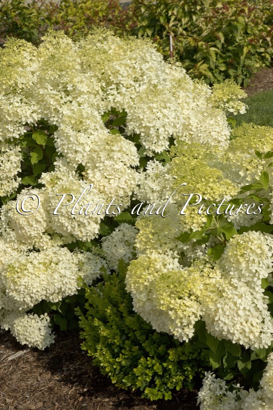 Hydrangea paniculata ‘NCHP1’ (PUFFER FISH)