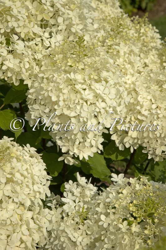 Hydrangea paniculata ‘NCHP1’ (PUFFER FISH)