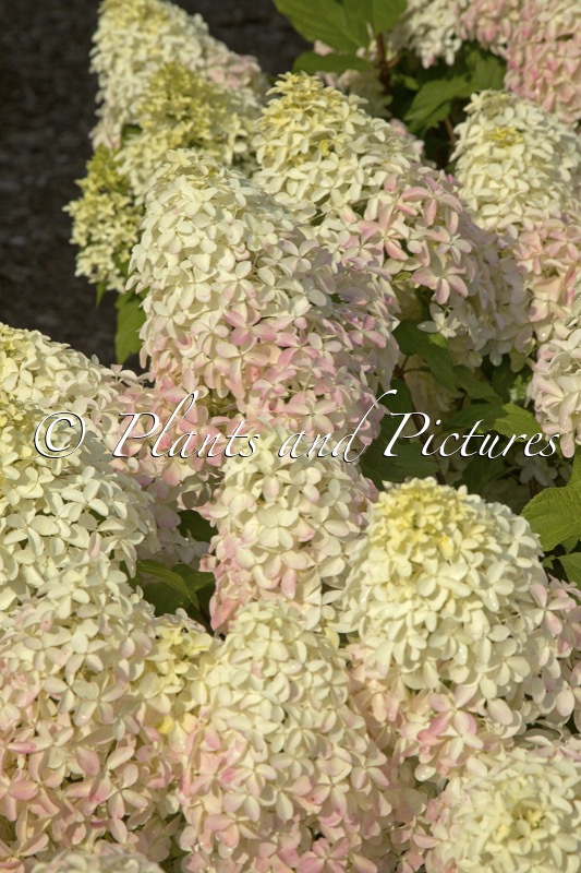 Hydrangea paniculata ‘SMNHPM’ (QUICK FIRE FAB)