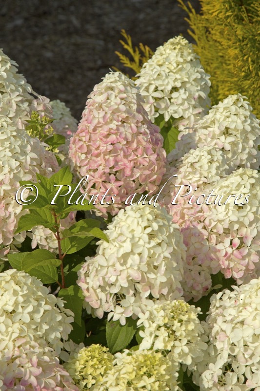 Hydrangea paniculata ‘SMNHPM’ (QUICK FIRE FAB)