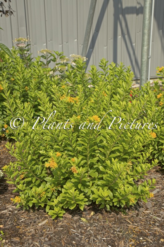 Cestrum corymbosum ‘WNCESCORYEL’ (JUICED ORANGE)