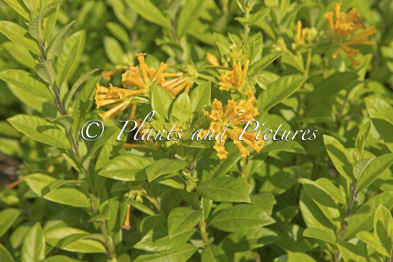 Cestrum corymbosum ‘WNCESCORYEL’ (JUICED ORANGE)