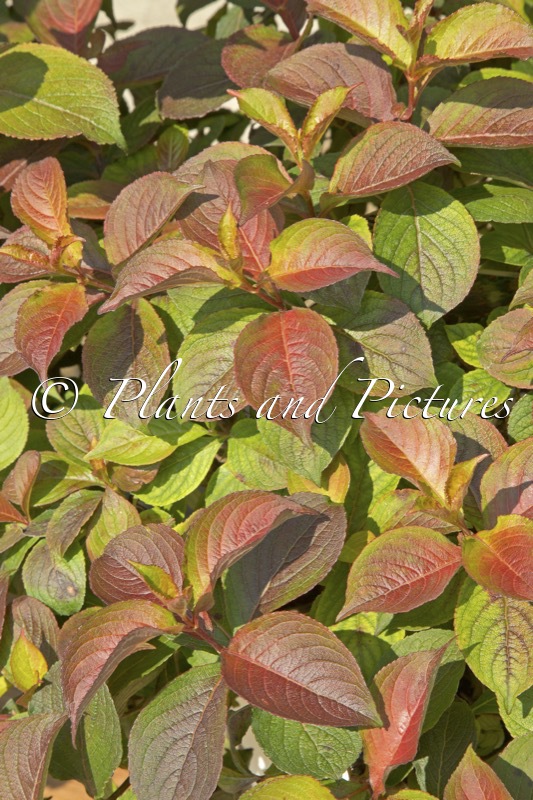 Weigela florida ‘Verweig9’ (MIDNIGHT SUN)