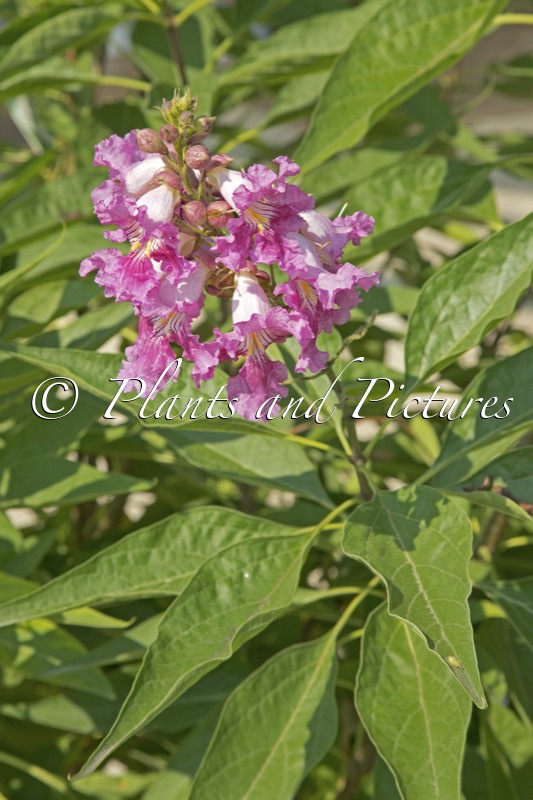 Chitalpa ‘NCXC1’ (EL NINO)