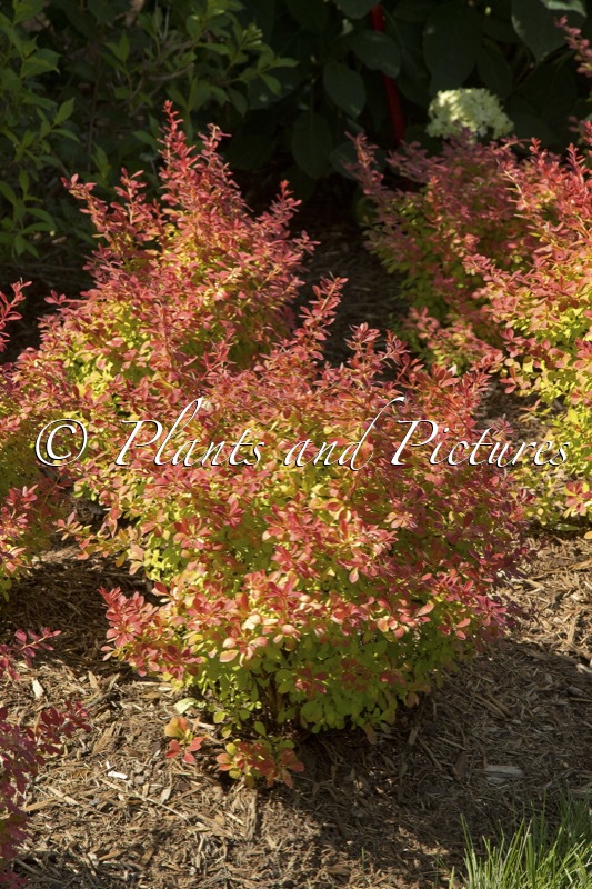Berberis thunbergii ‘NCBT2’ (SUNJOY NEO)