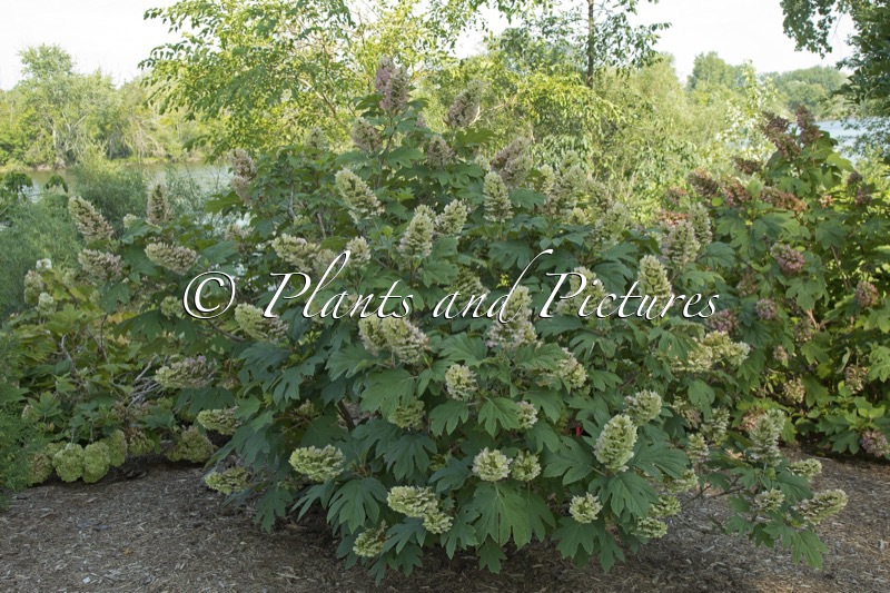 Hydrangea quercifolia ‘Brenhill’ (GATSBY GAL; GATSBY GIRL)