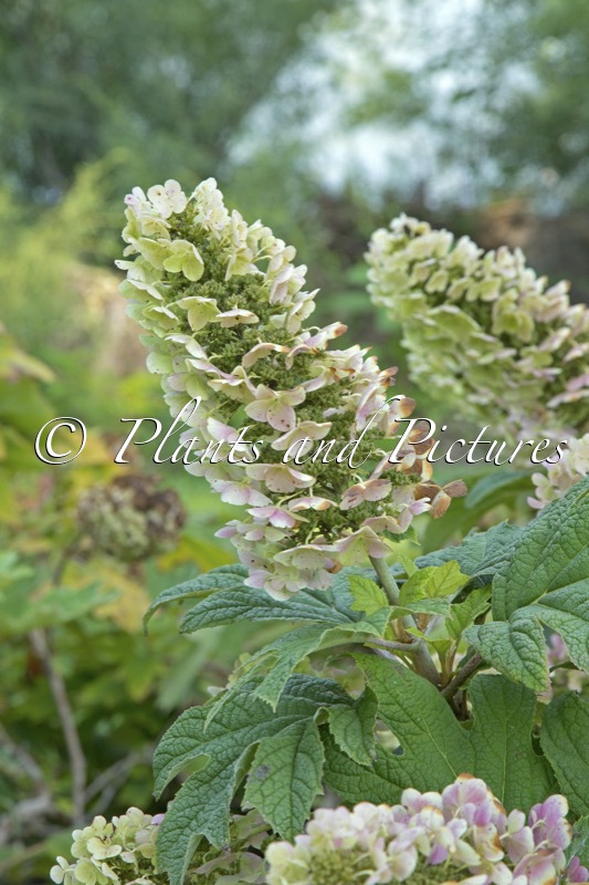 Hydrangea quercifolia ‘Brenhill’ (GATSBY GAL; GATSBY GIRL)