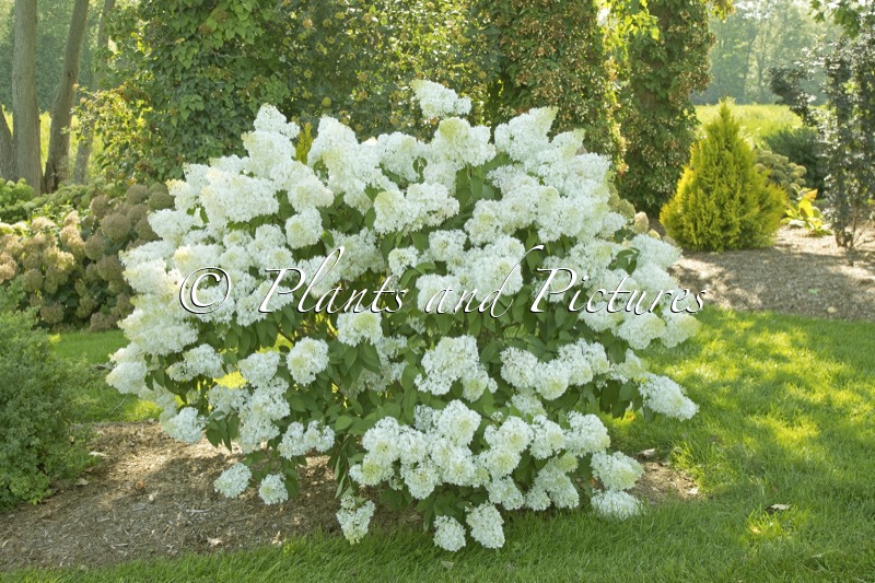 Hydrangea paniculata ‘Lammetje’