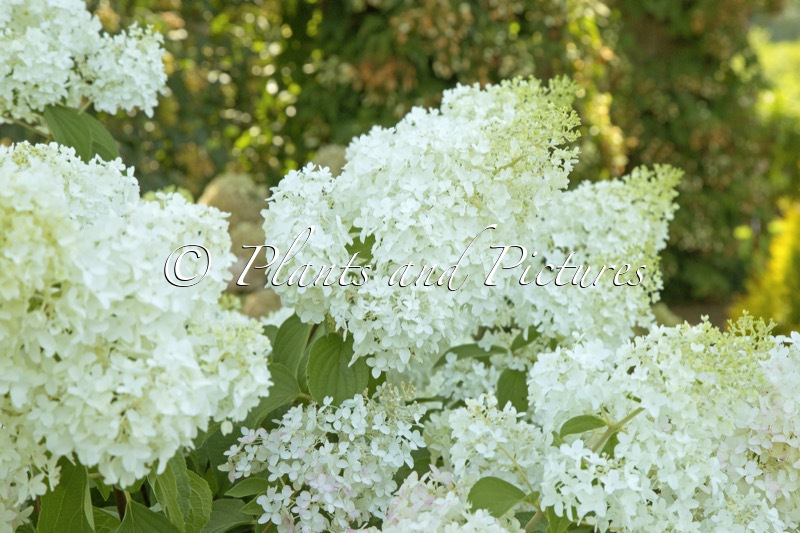 Hydrangea paniculata ‘Lammetje’