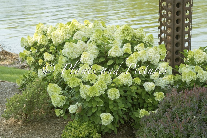 Hydrangea paniculata ‘SMNHPH’ (LITTLE LIME PUNCH)
