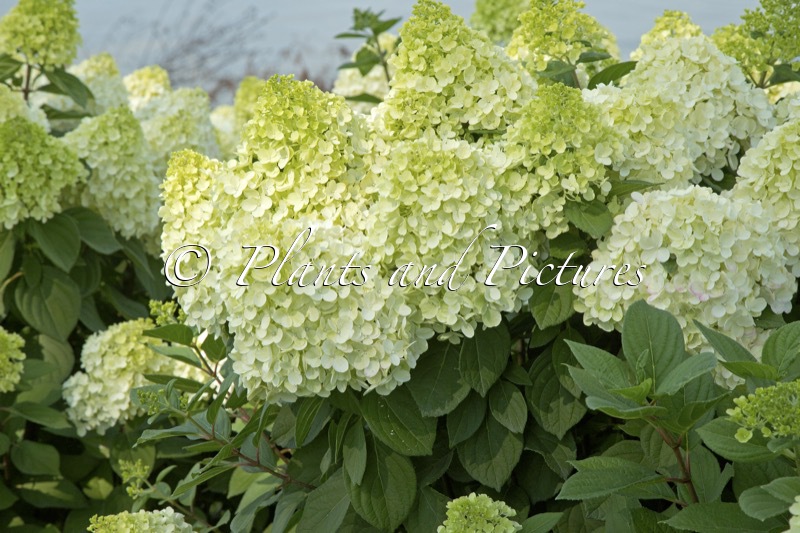 Hydrangea paniculata ‘SMNHPH’ (LITTLE LIME PUNCH)