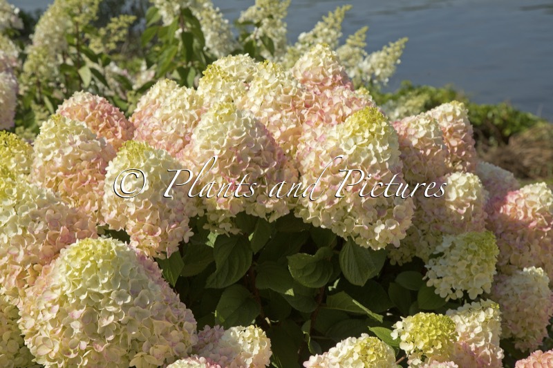 Hydrangea paniculata ‘SMNHPH’ (LITTLE LIME PUNCH)
