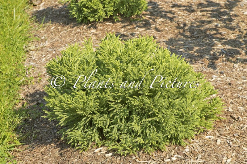 Cryptomeria japonica ‘Toad’