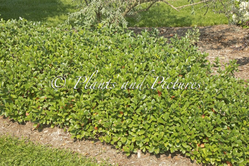 Aronia melanocarpa ‘UCONNAM165’ (REVONTULI MOUND; LOW SCAPE MOUND)