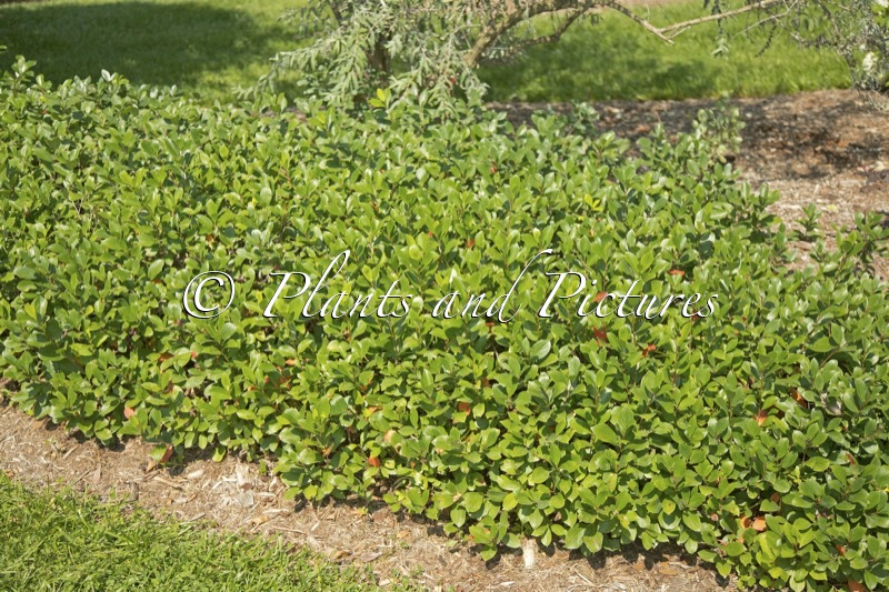 Aronia melanocarpa ‘UCONNAM165’ (REVONTULI MOUND; LOW SCAPE MOUND)
