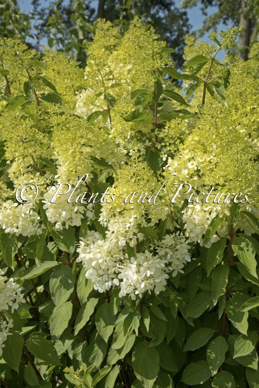 Hydrangea paniculata ‘SMNHPZEP’ (ZINFIN DOLL)
