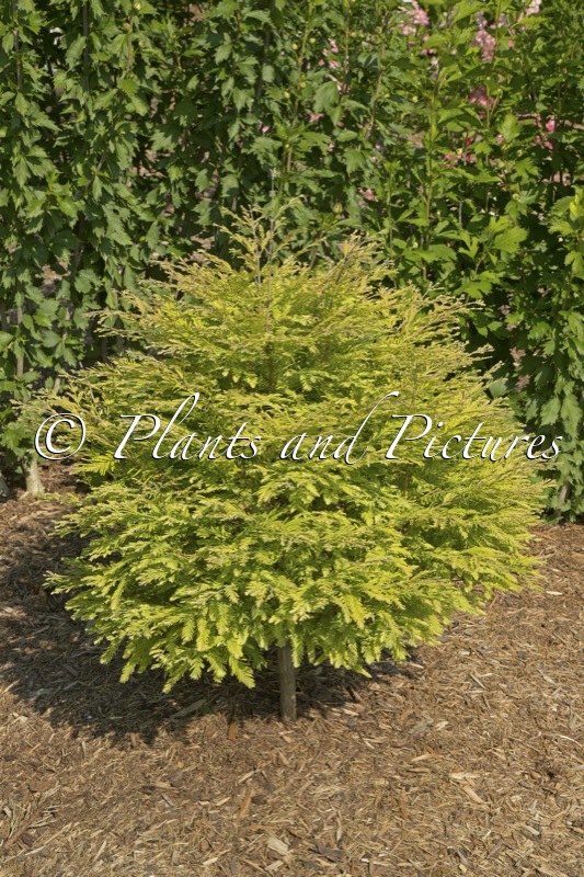 Metasequoia glyptostroboides ‘Schirrmann’s Nordlicht’