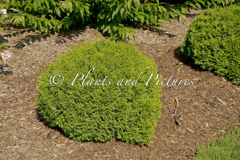 Thuja occidentalis ‘SMNTOBAB’ (TATER TOT)