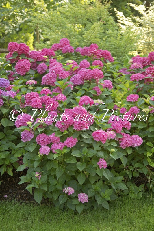 Hydrangea macrophylla ‘SMNHMTB’ (LET’S DANCE LOVABLE)